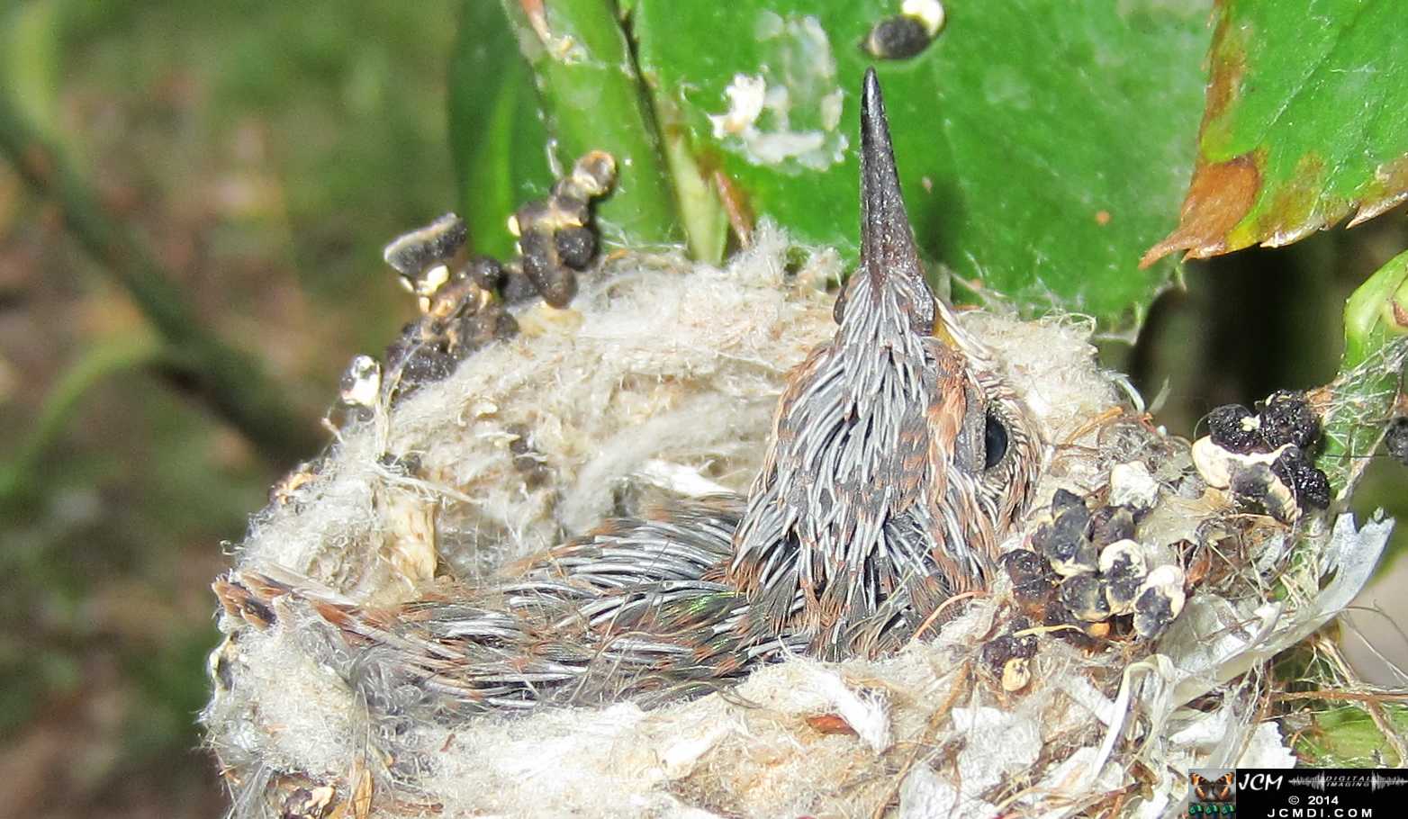 Allen's Hummingbird nest and chick with colors appearing in the feathers